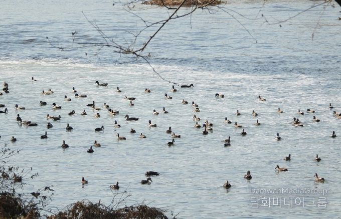 천연기념물 원앙 등 겨울 철새, 올해도 안양천 찾아와