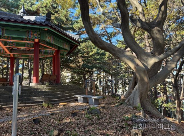 수령 100년 추정‘팽나무 연리목’