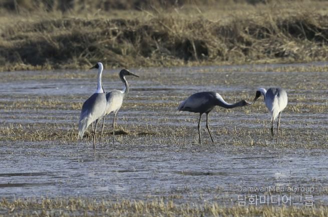 새끼에게 먹이를 먹이는 재두루미 가족