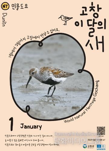 고창군, 1월 ‘고창갯벌 이달의 새’ 로 ‘민물도요’ 선정