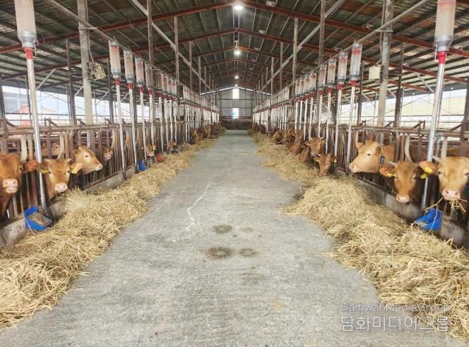 정읍시, 2026년 한우산업 1번지 굳힌다… 19억 투입해 11개 사업 본격화