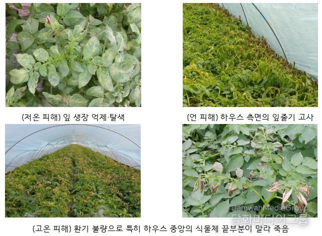 겨울 시설감자의 저온(1~2월)과 고온(3월) 피해