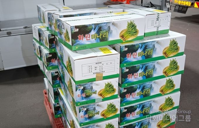 달성군 화원 미나리, 가락시장에 떴다