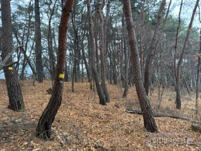 수종전환, 예방나무주사, 고사목 제거 등 다양한 방제 방법을 적용하여 소나무재선충병 확산 방지를 위한 작업이 진행되고 있는 현장 모습