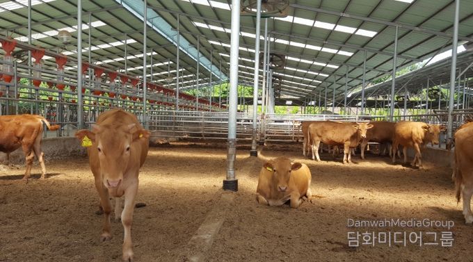 소, 돼지, 닭 등 16개 축종 및 축산시설물 가입비 지원