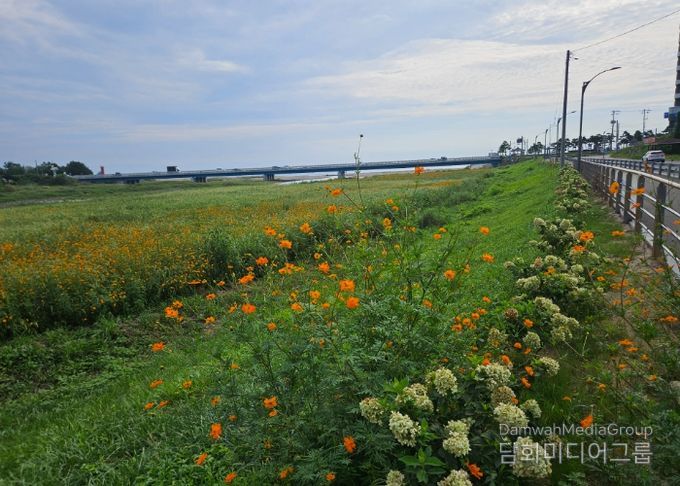 강현면 이장협의회 ‘쌍천 가꾸기 사업’ 사진