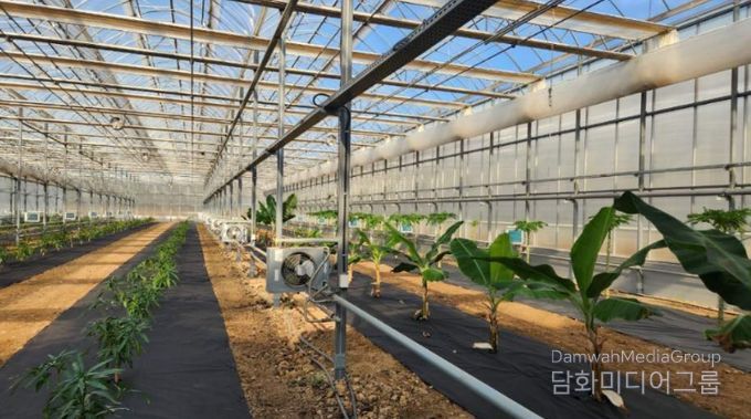 영천시 아열대 스마트팜단지 내 재배실증 중인 애플망고, 바나나, 파파야