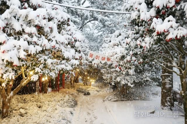2026.1.11. 압해 눈 오는 날 애기동백