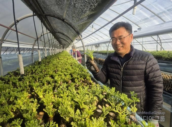 봄나물 두릅 겨울에도 맛본다… 청주시 기술지원으로 조기출하