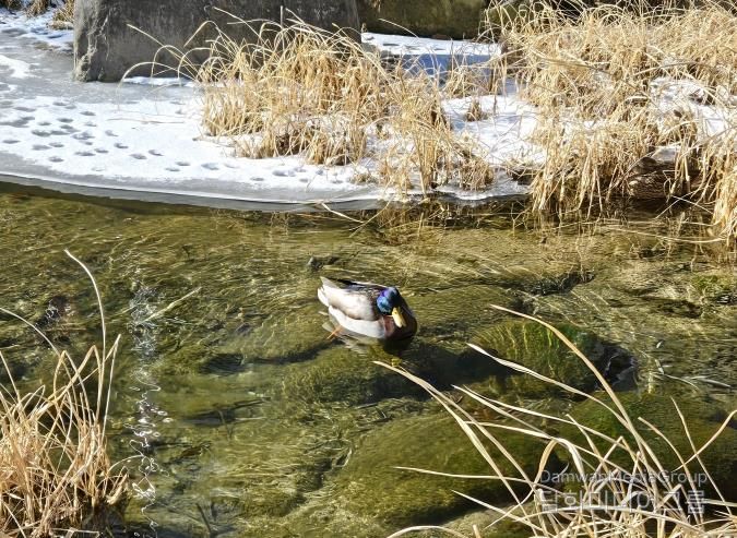 성북구 주요 하천 수질 양호… 통합수질지수 ‘좋음’ 기록