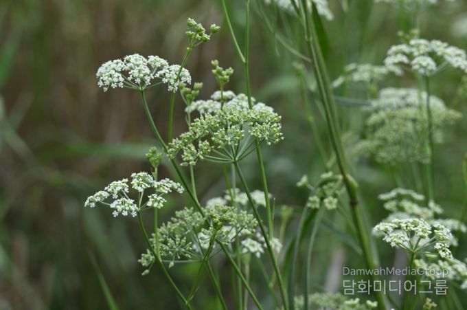 멸종위기 야생생물 II급 서울개발나물(꽃)