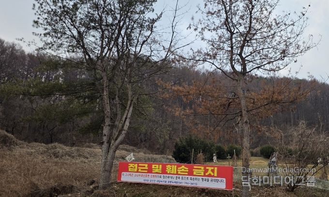 소나무재선충병 감염목