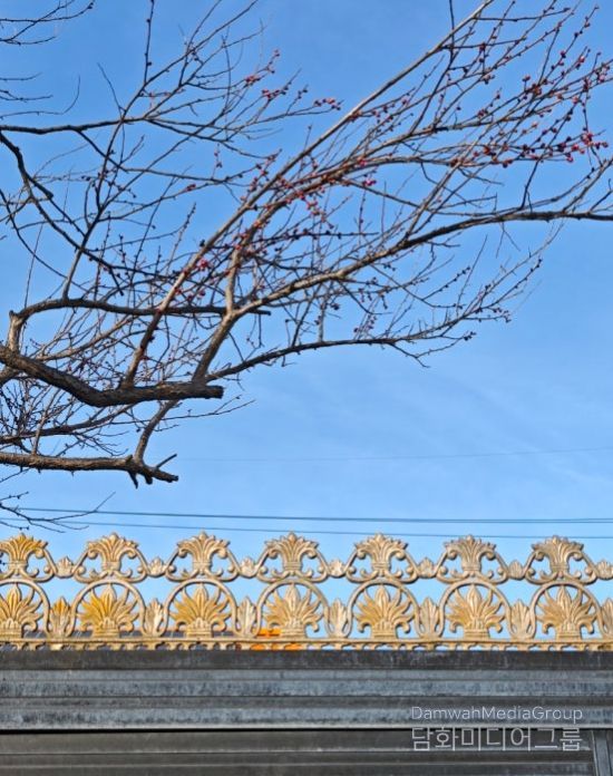 관사마을 홍매화 계절의 문을 열다