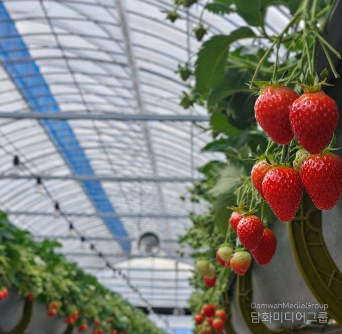 1. 익어가고 있는 천안 딸기 모습.