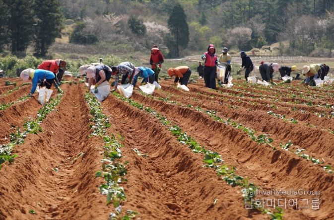 해남군“고품질 고구마 생산의 첫 걸음”육묘관리 철저히 하세요