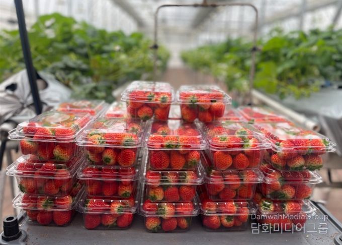 남양주시 농업기술센터, ‘딸기 연구의 결실’ 이웃에게 나눔