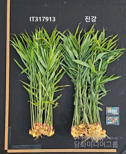 농업기술원, 국내 최초 생강 신품종 ‘진강’ 육성 및 출원