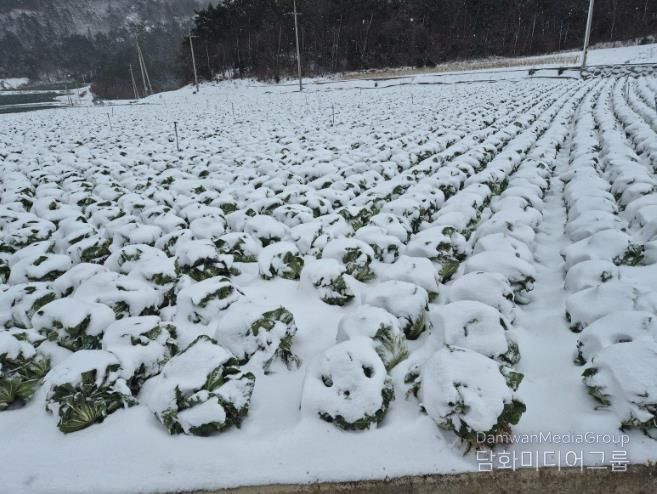 진도군, 월동 배추 농작물 재해보험 가입하세요