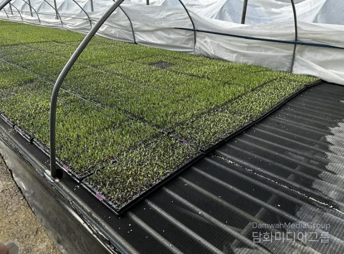 고추 육묘 현장