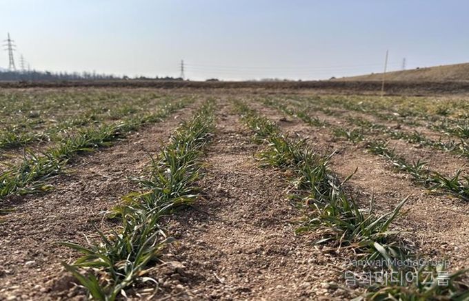 충남도, 맥류 수확량 ‘생육재생기’ 관리가 좌우