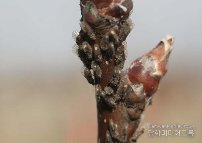 상주시, 2026년 주경배나무이 방제 적기는?