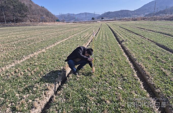 맥류 생육재생기 판단