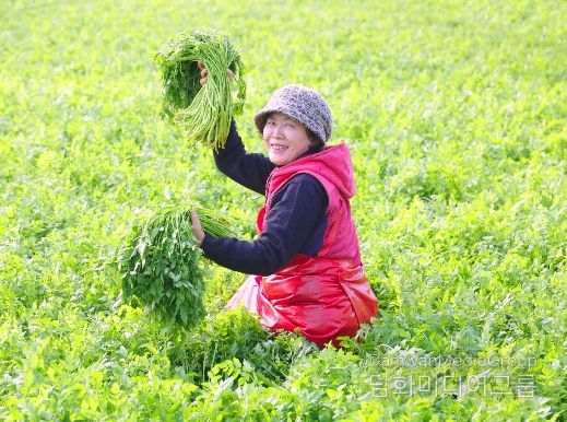 함양군 봄의 전령사 ‘미나리’ 수확