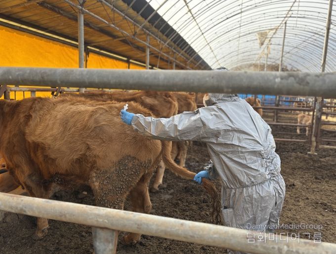 구제역 백신 접종