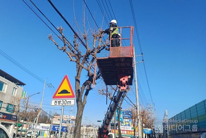 영주시는 오는 3월부터 봄맞이 가로수 정비를 실시한다(전정작업 모습)