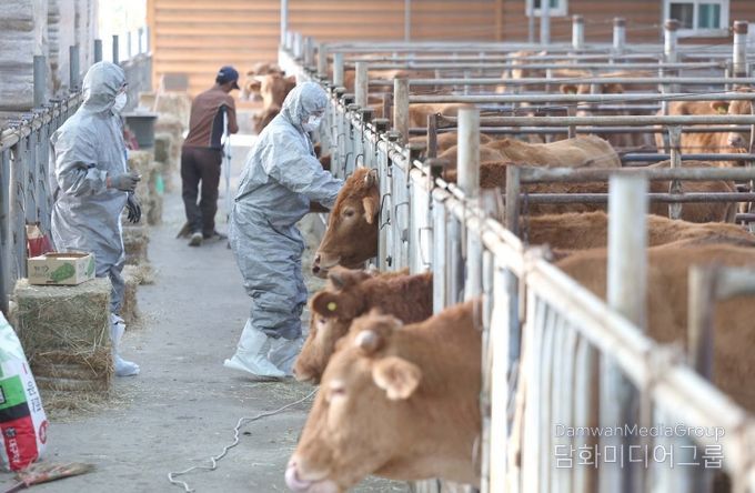 경산시, 2026년 상반기 구제역 백신 일제 접종 실시