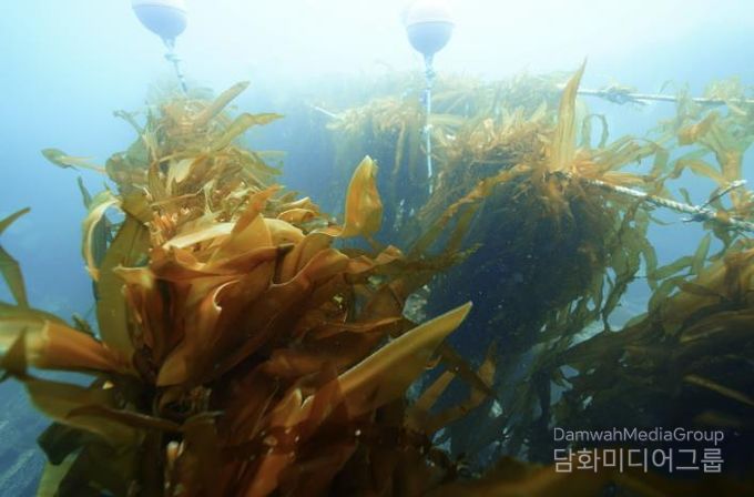 유용해조류 조성사업