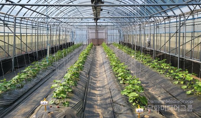 봄재배 멜론 정식 후 초기 생육 관리 중요