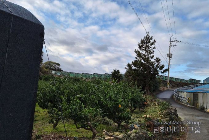 감귤원 방풍수 정비