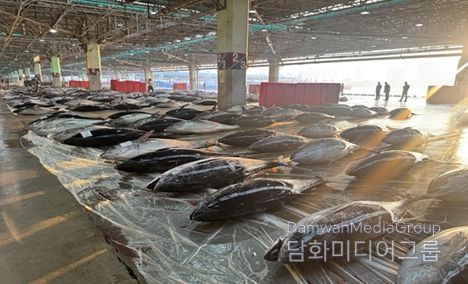 참고사진(부산공동어시장 참다랑어 위판 현장)