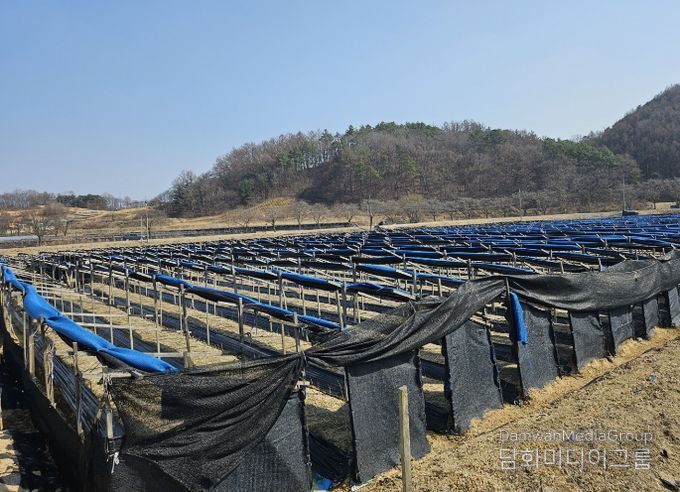 ‘기후변화 대응 인삼재배, 봄철관리가 중요’