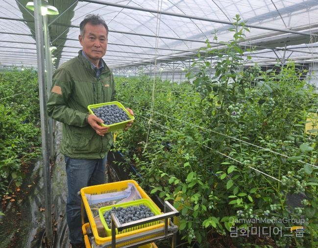 영동군, 하우스 블루베리 첫 출하
