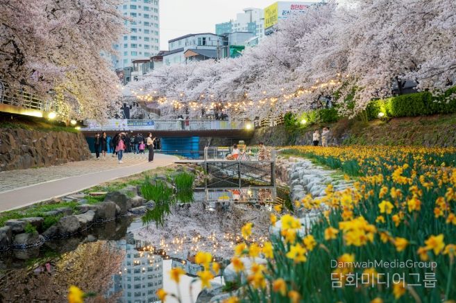 ‘궁거랑, 봄을 걷다’ 제15회 궁거랑 벚꽃 한마당 개최(울남9경 사진공모전 입상작)