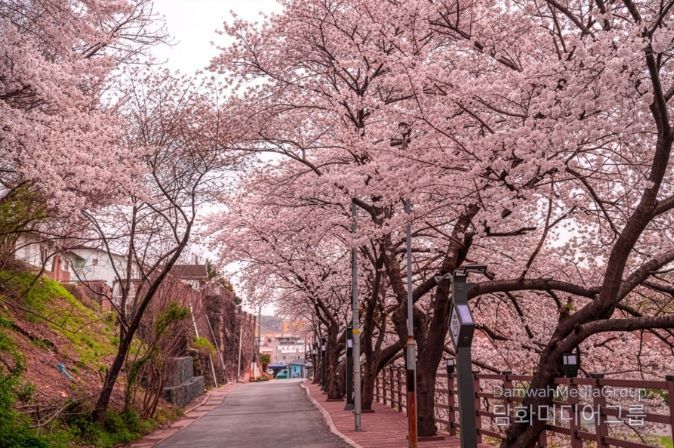 장생옛길 벚꽃길 걷고 경품 받자!!