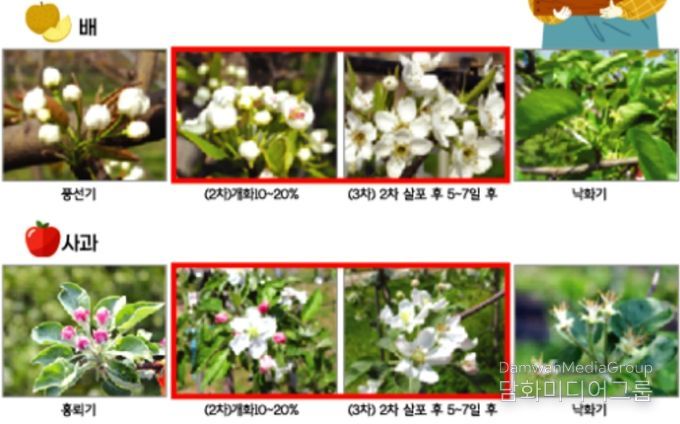 과수 병해충 사전 예방‘총력 대응’