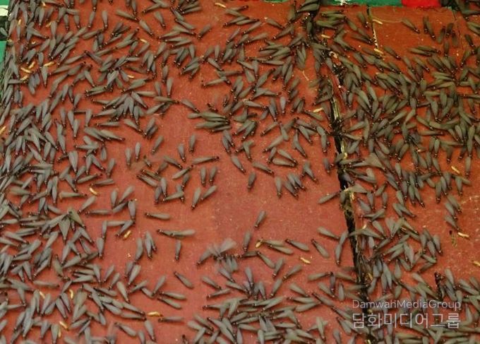 날개 달린 일본흰개미