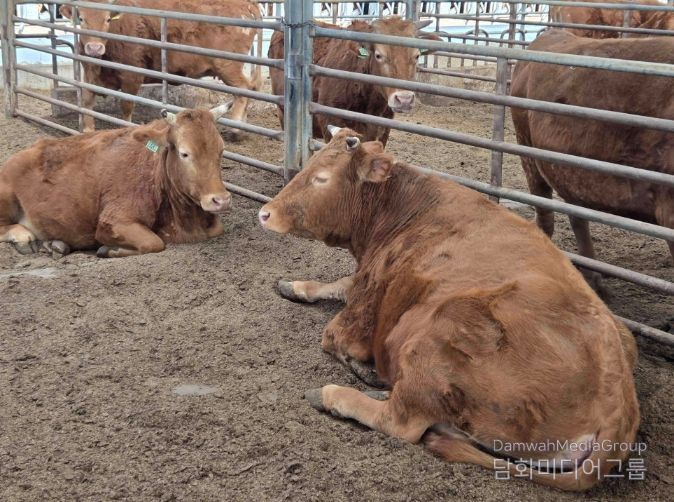 “소 한 마리에 2,500만 원” 담양군 종축개량 정책