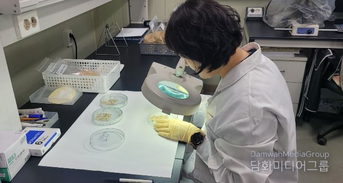 1. 천안시농업기술센터가 자가채종 종자를 발아검정하고 있다.