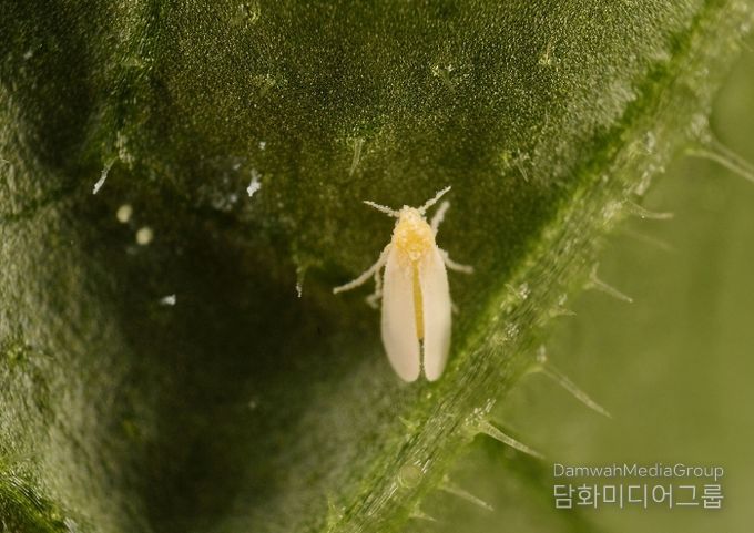 시설작물 가루이 ‘비상’
