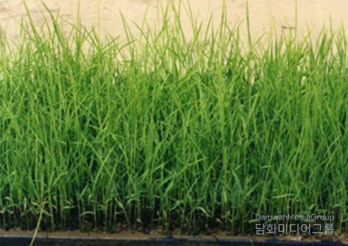 벼 키다리병(못자리)