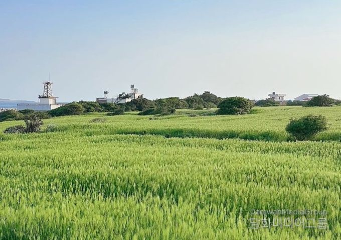 가파도 청보리 축제