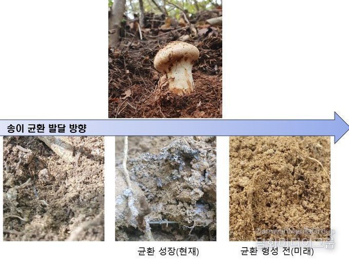송이 균환 발달과 송이 발생