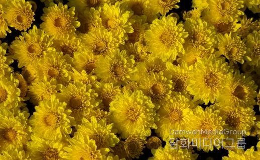 국산 화단국 ‘옐로빈’ 보급 확대