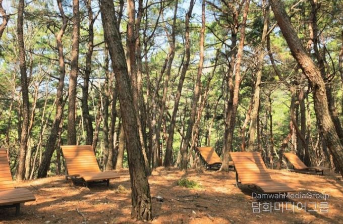 힐링을 위한 첫 걸음, 화담산 치유의 숲 조성(피톤치드 명상숲)