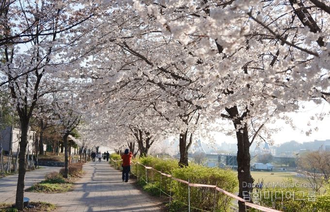 오산천 벚꽃축제 성료…봄밤 수놓은 빛과 공연