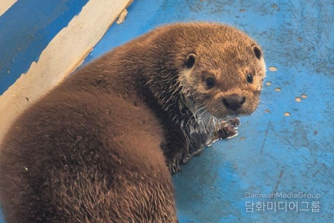 우치동물원 수달입식